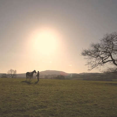 Horse Training / Horse Connection