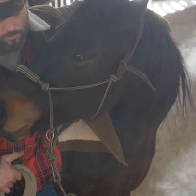 Horse Training / Horse Connection