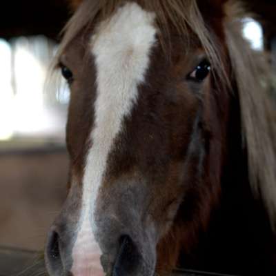 Horse Training / Horse Connection