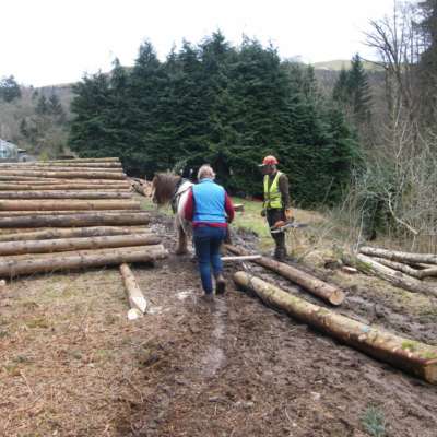 Shire X Logging