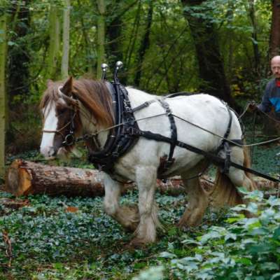 Shire X Logging