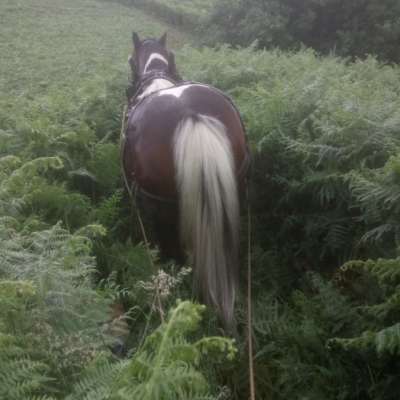 Shire X Logging